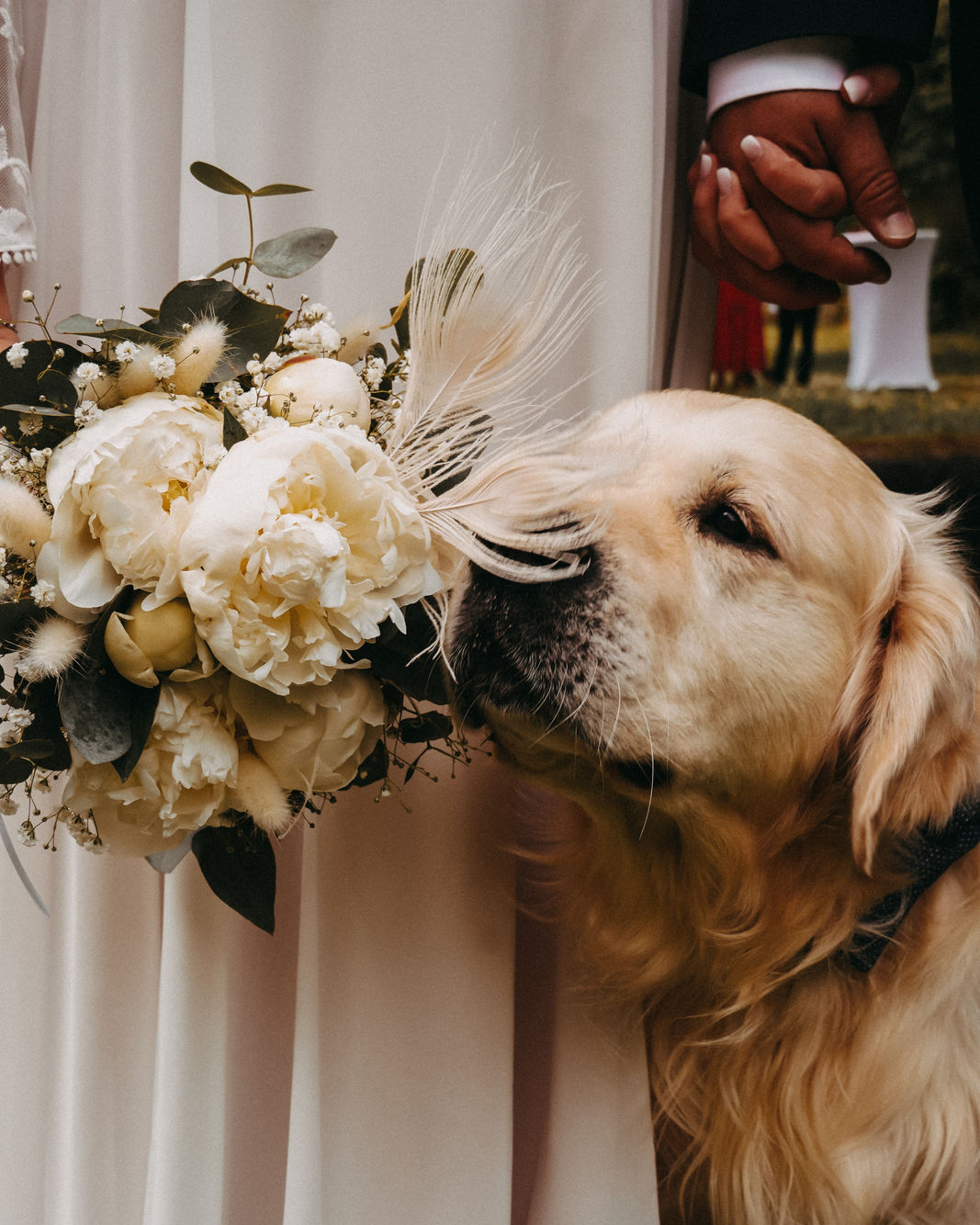 Ein Brautpaar hält Händchen. Vor dem Brautpaar steht ein Hund und riecht an dem Brautstrauß.